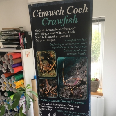 Print-Crawfish-Roller-Banner
